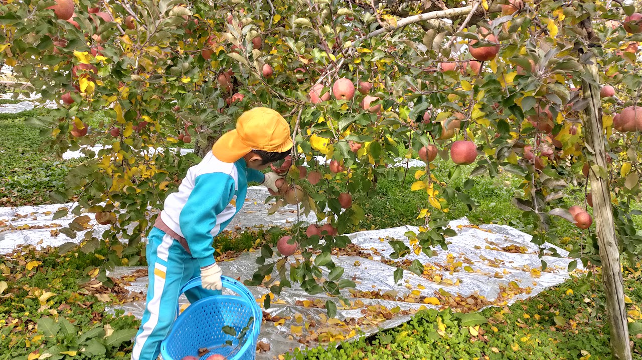 りんごを収穫する子ども